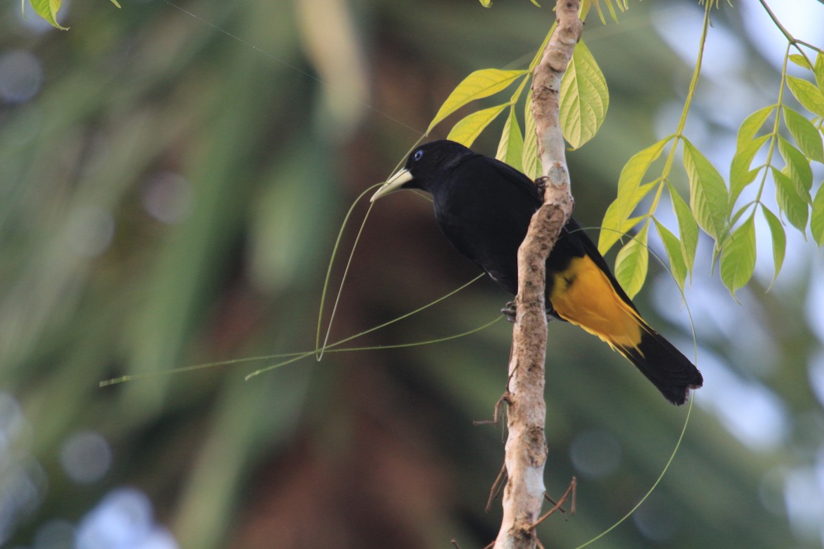 Yellow-rumped Cacique - ML621180676