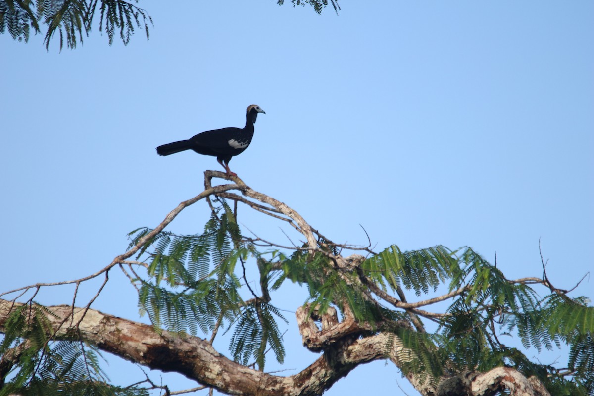 Blue-throated Piping-Guan - ML621180694