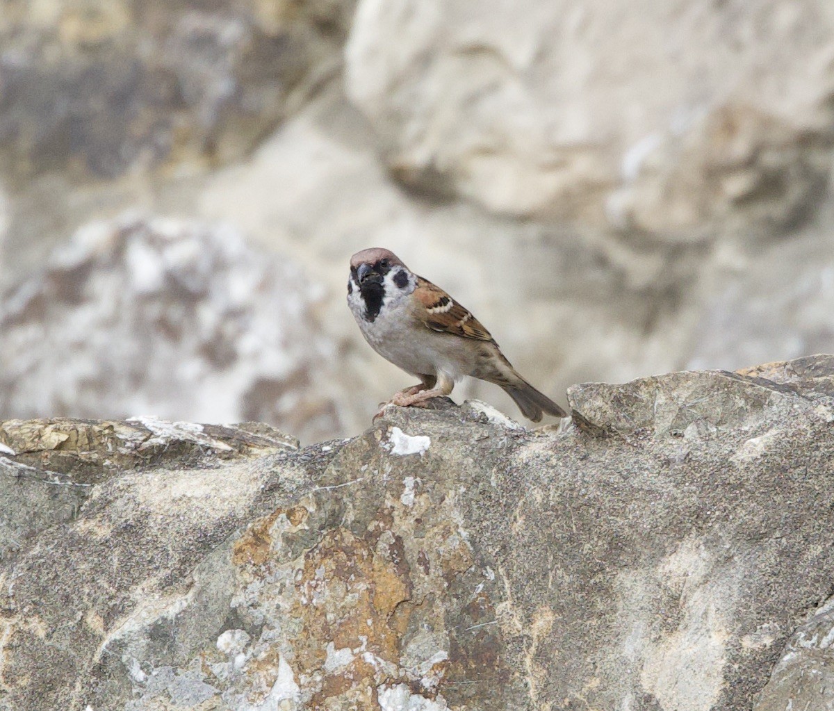 Eurasian Tree Sparrow - ML621180699