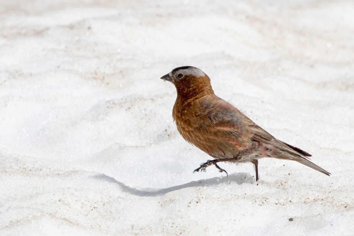 Gray-crowned Rosy-Finch (Gray-crowned) - ML621180705