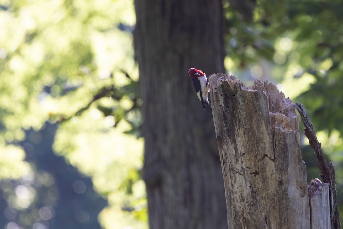 Red-headed Woodpecker - ML621180708