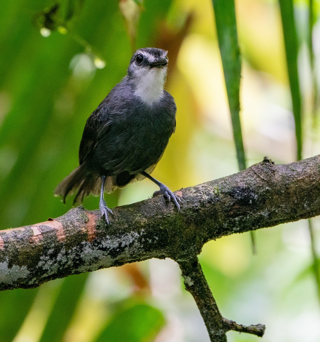 Schwarzschwanz-Ameisenvogel - ML621180735