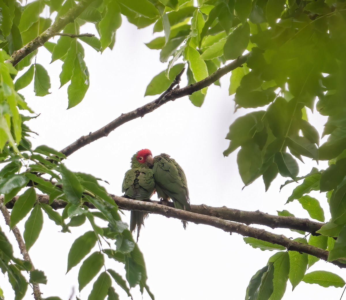 Guayaquil Papağanı - ML621180738