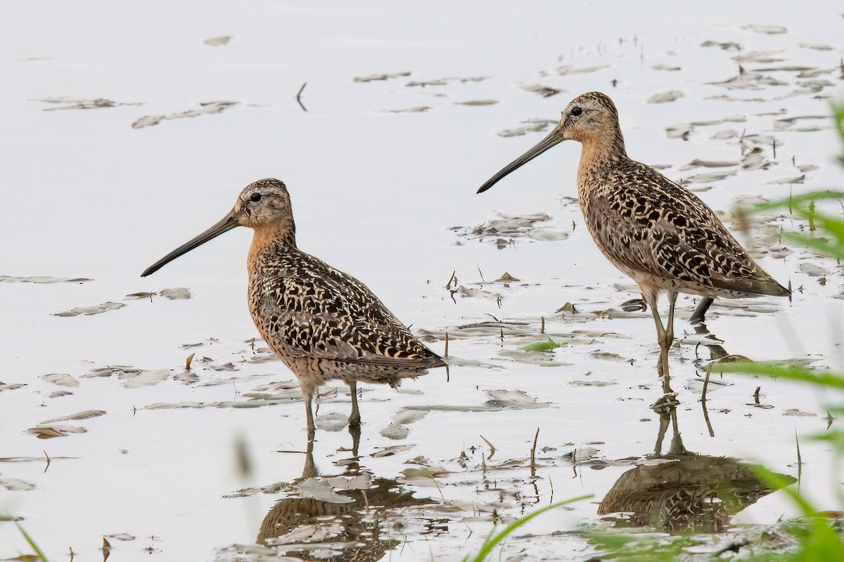 Short-billed Dowitcher - ML621180741