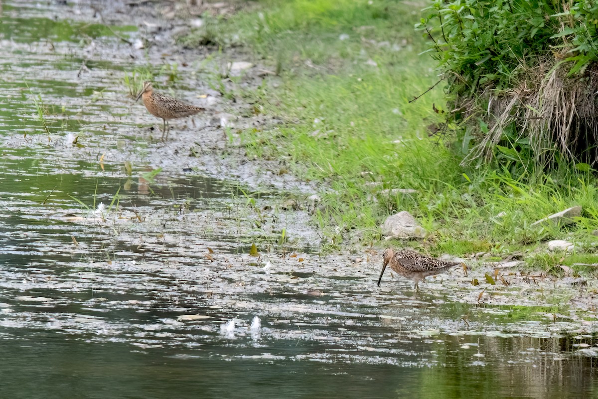 Short-billed Dowitcher - ML621180743