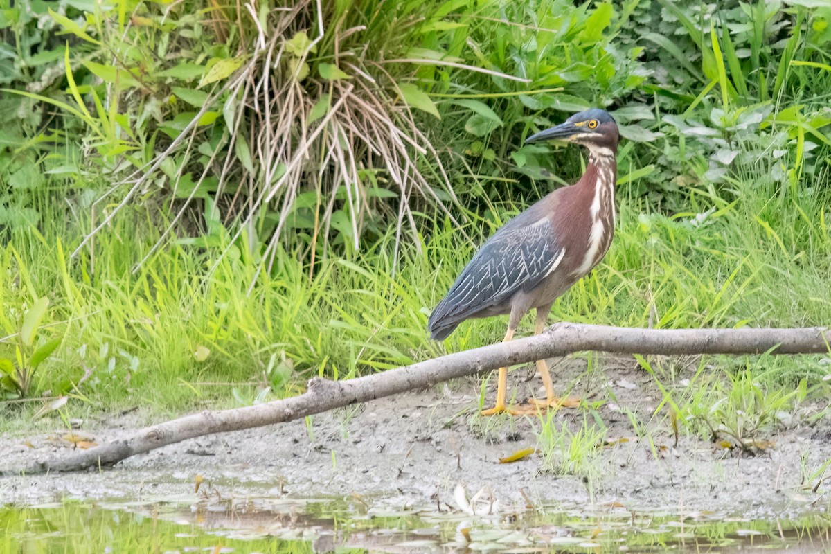 Green Heron - ML621180747