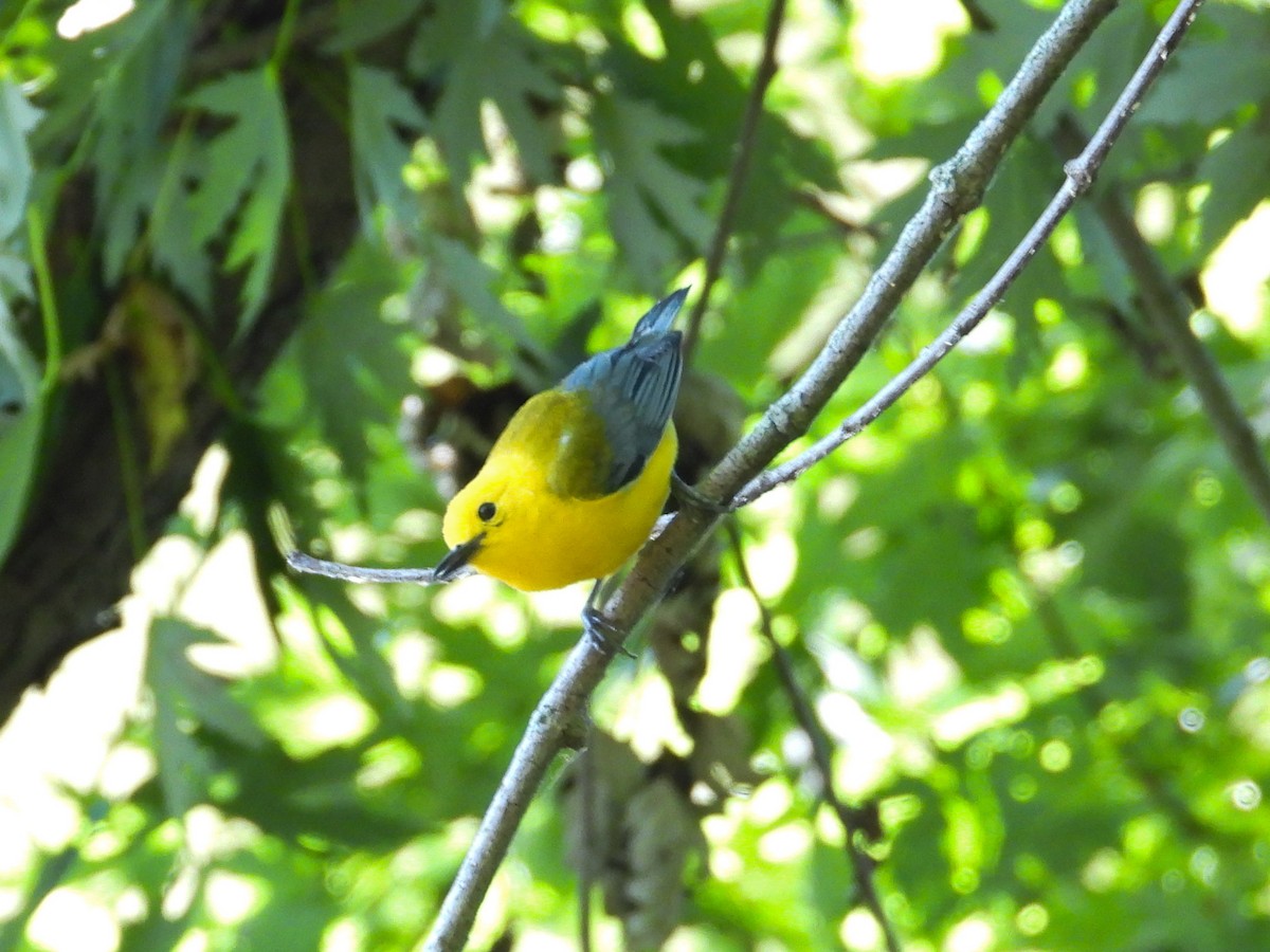 Prothonotary Warbler - ML621180751