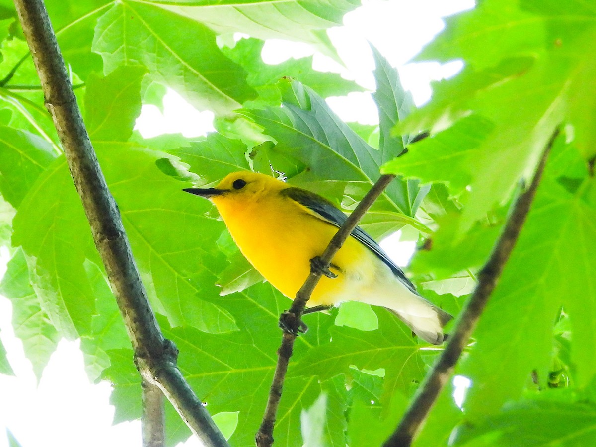 Prothonotary Warbler - ML621180752