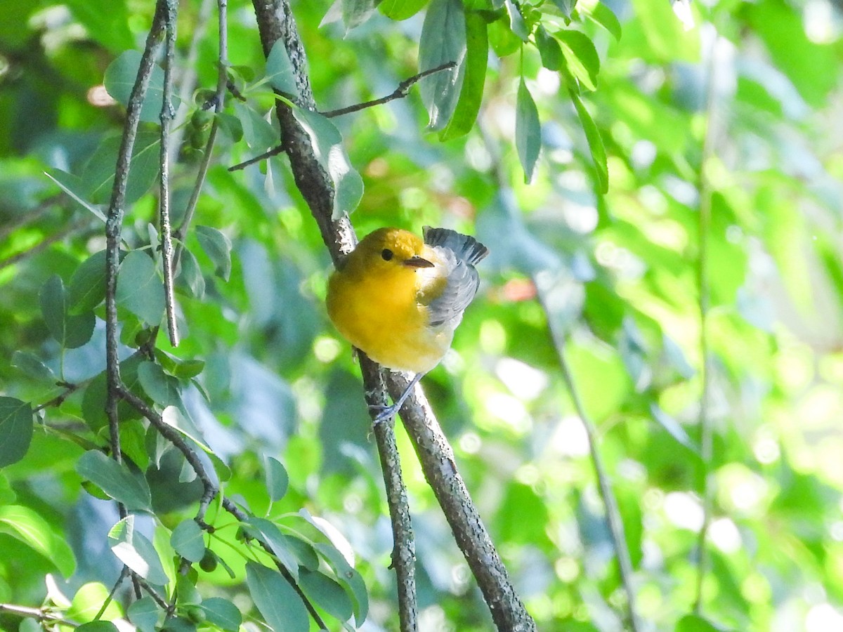 Prothonotary Warbler - ML621180753