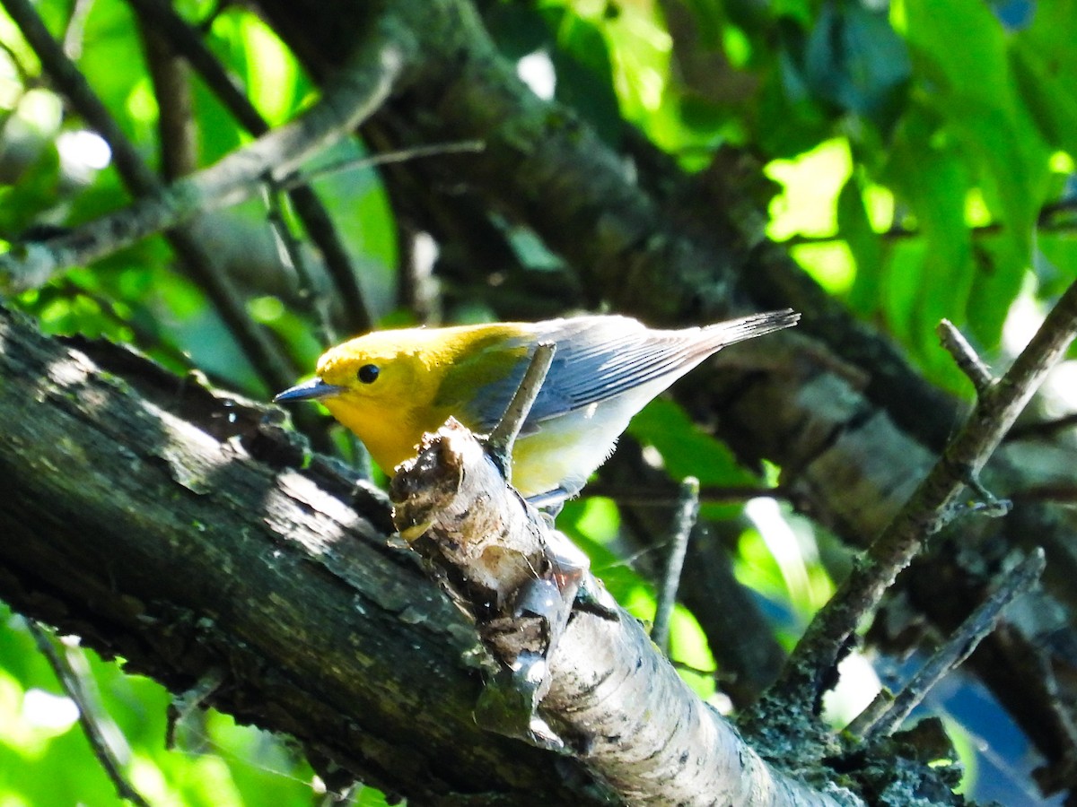 Prothonotary Warbler - ML621180754