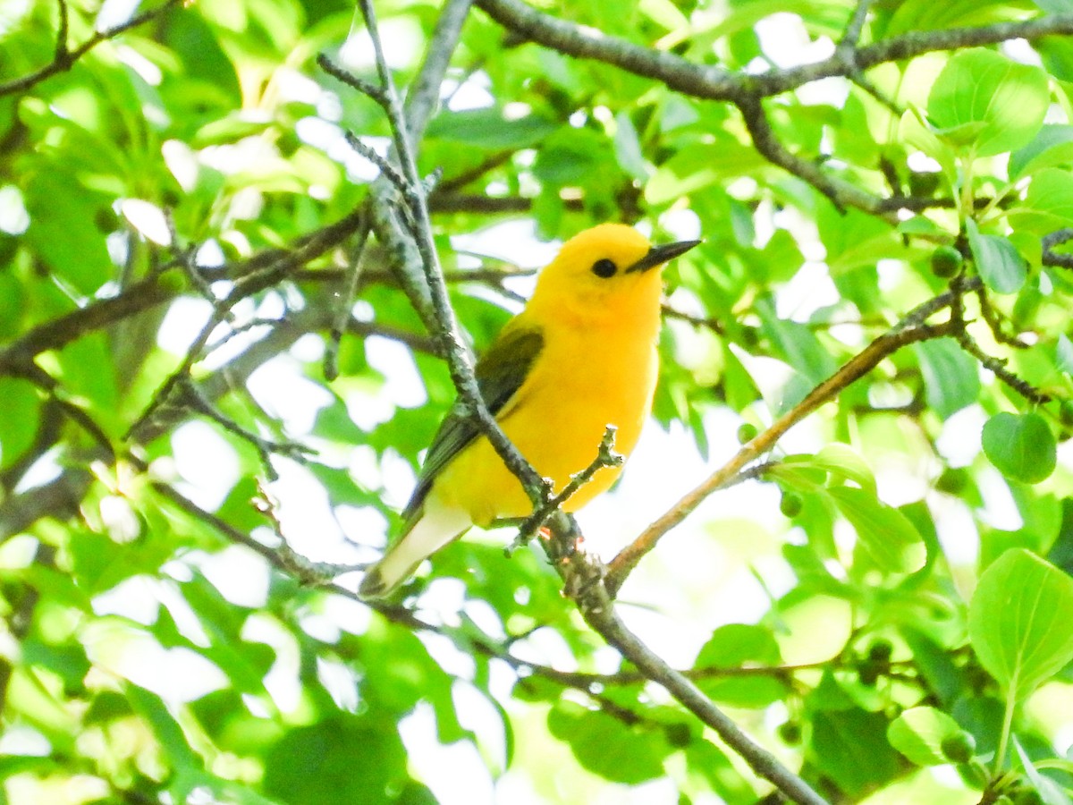Prothonotary Warbler - ML621180755