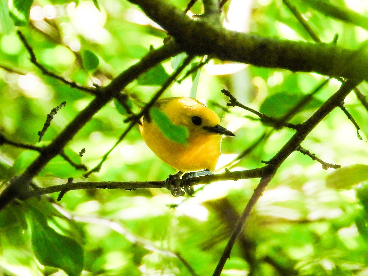 Prothonotary Warbler - ML621180756