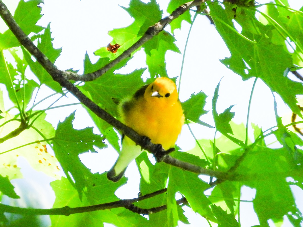 Prothonotary Warbler - ML621180757