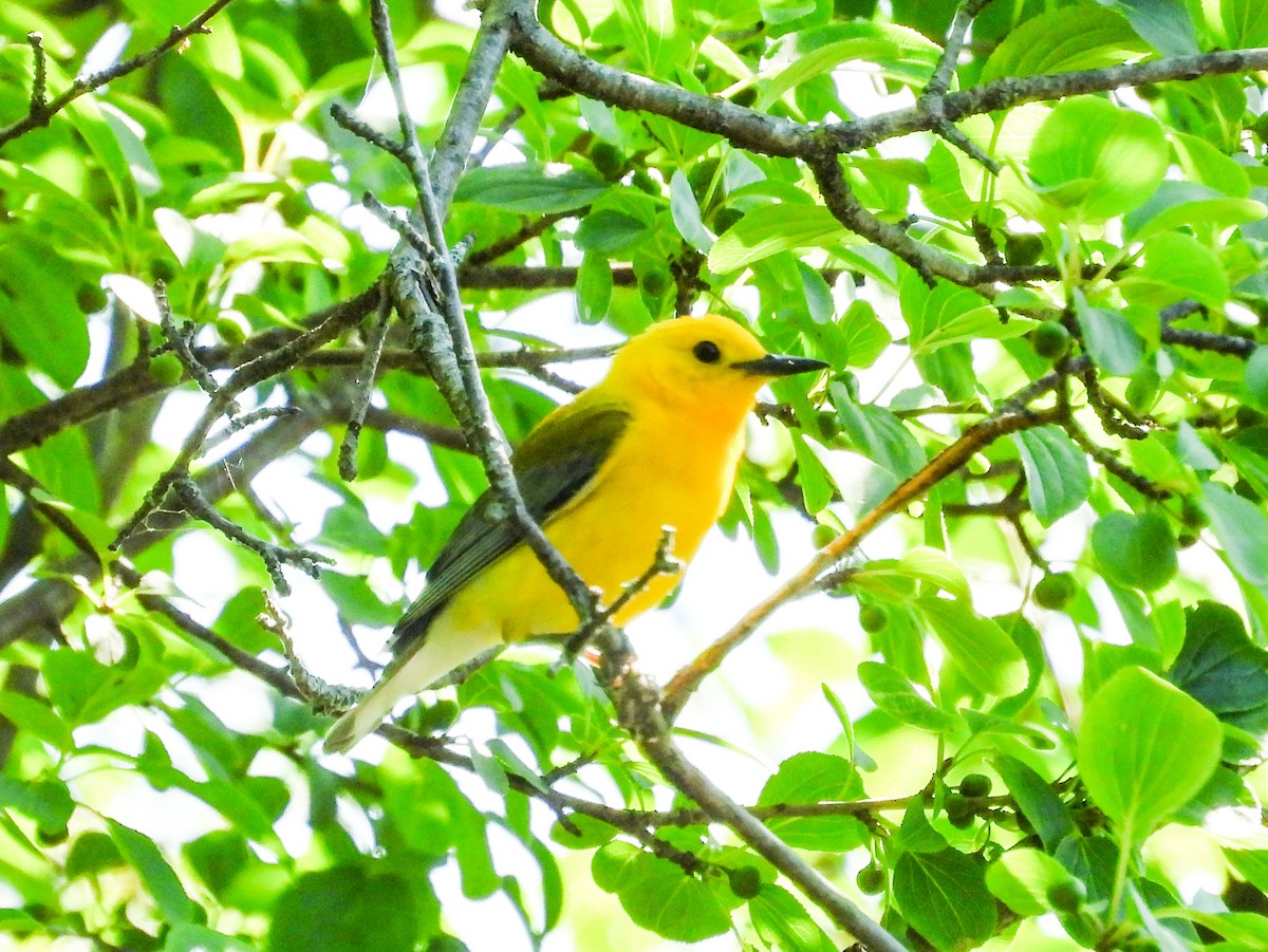 Prothonotary Warbler - ML621180758