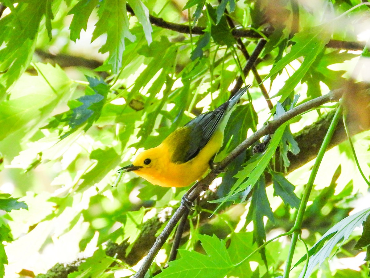 Prothonotary Warbler - ML621180760