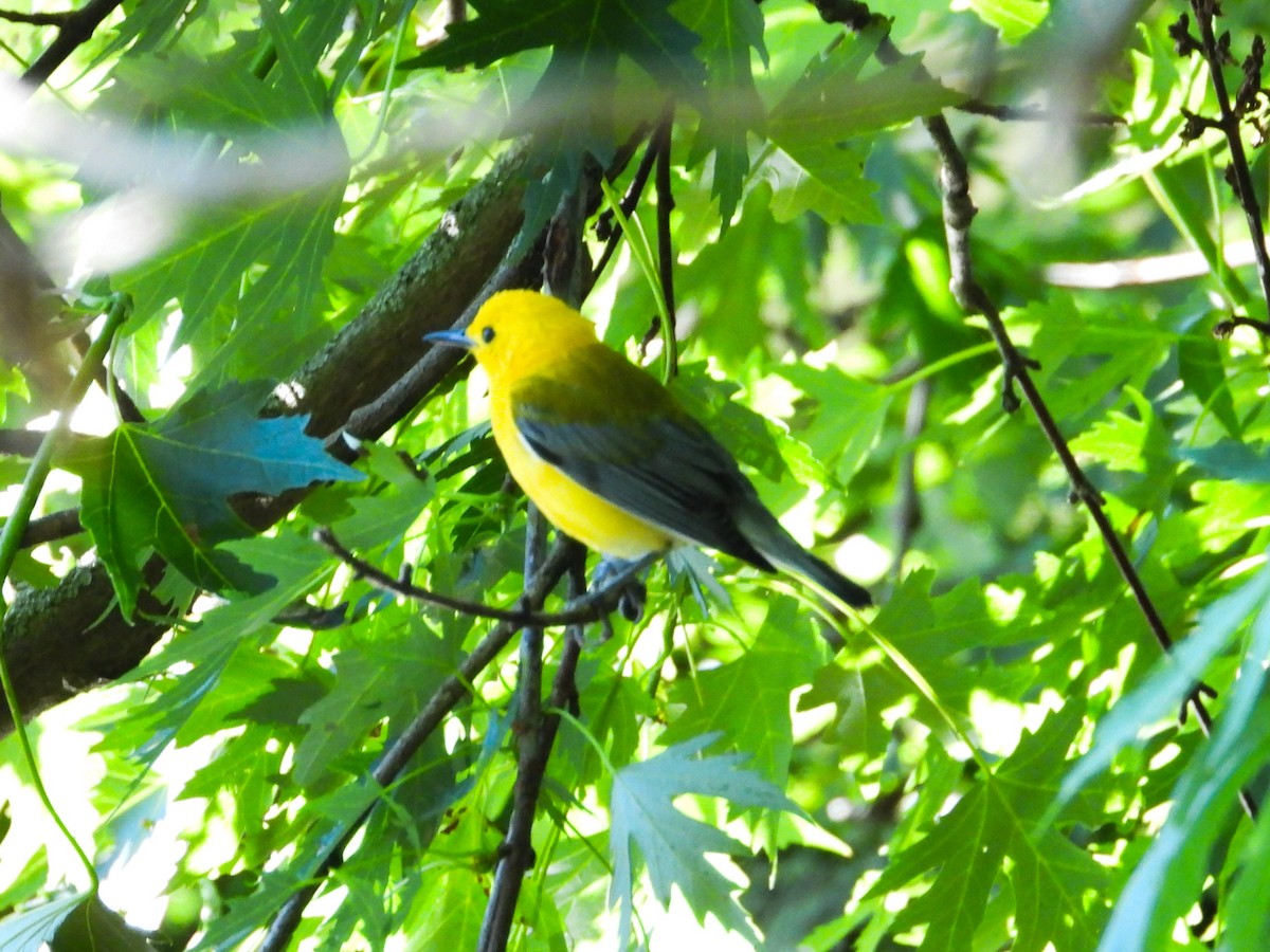 Prothonotary Warbler - ML621180761