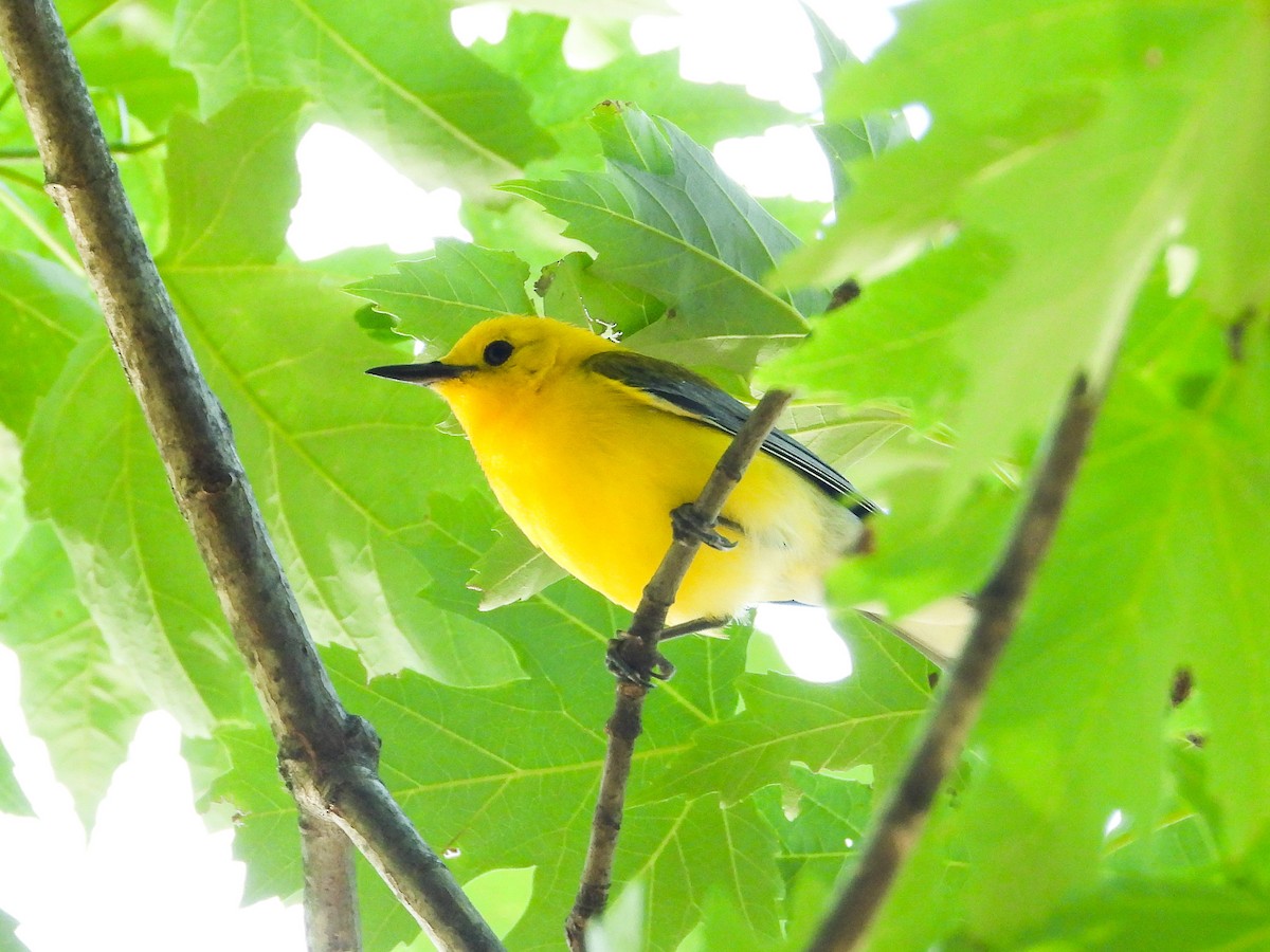 Prothonotary Warbler - ML621180762