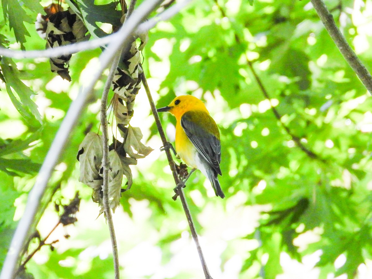 Prothonotary Warbler - ML621180763