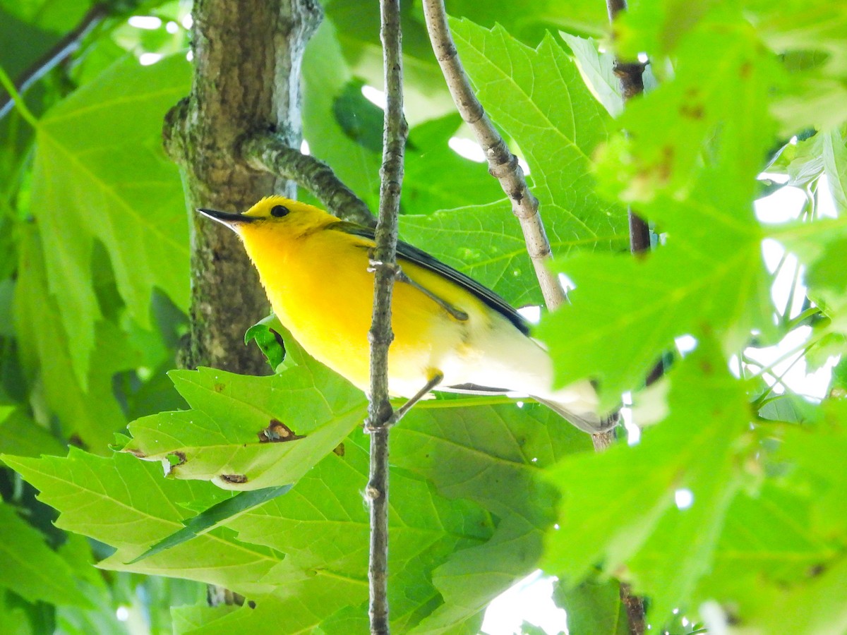 Prothonotary Warbler - ML621180764