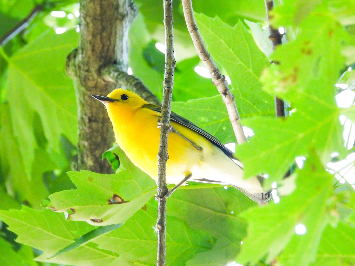 Prothonotary Warbler - ML621180765