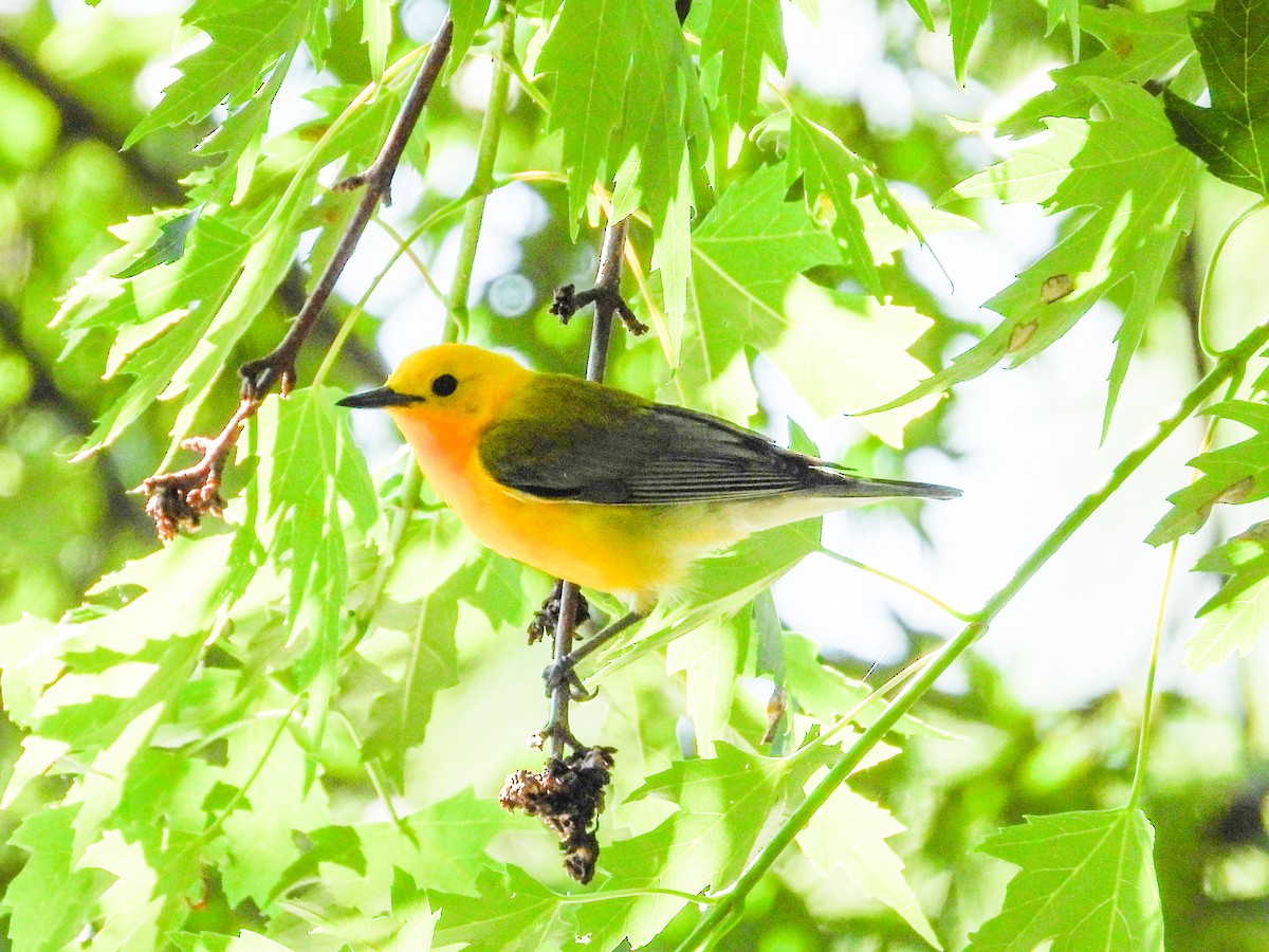 Prothonotary Warbler - ML621180766