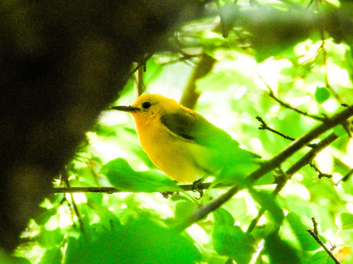 Prothonotary Warbler - ML621180767