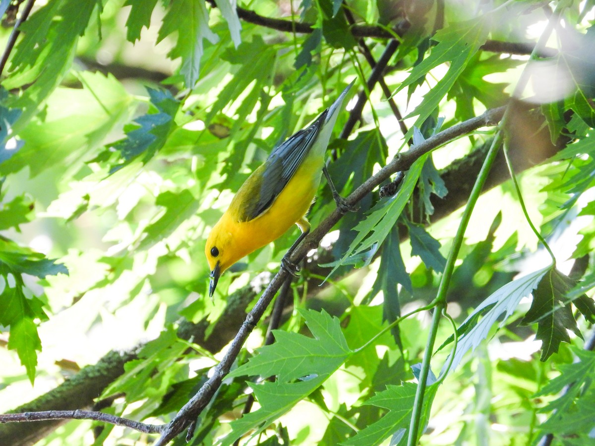 Prothonotary Warbler - ML621180768