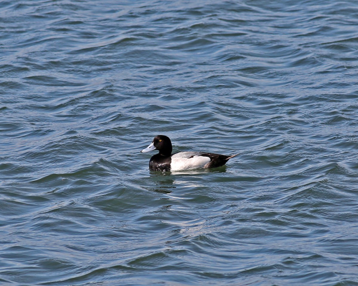 Greater Scaup - ML621180769
