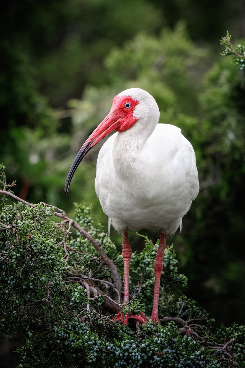 ibis bílý - ML621180800