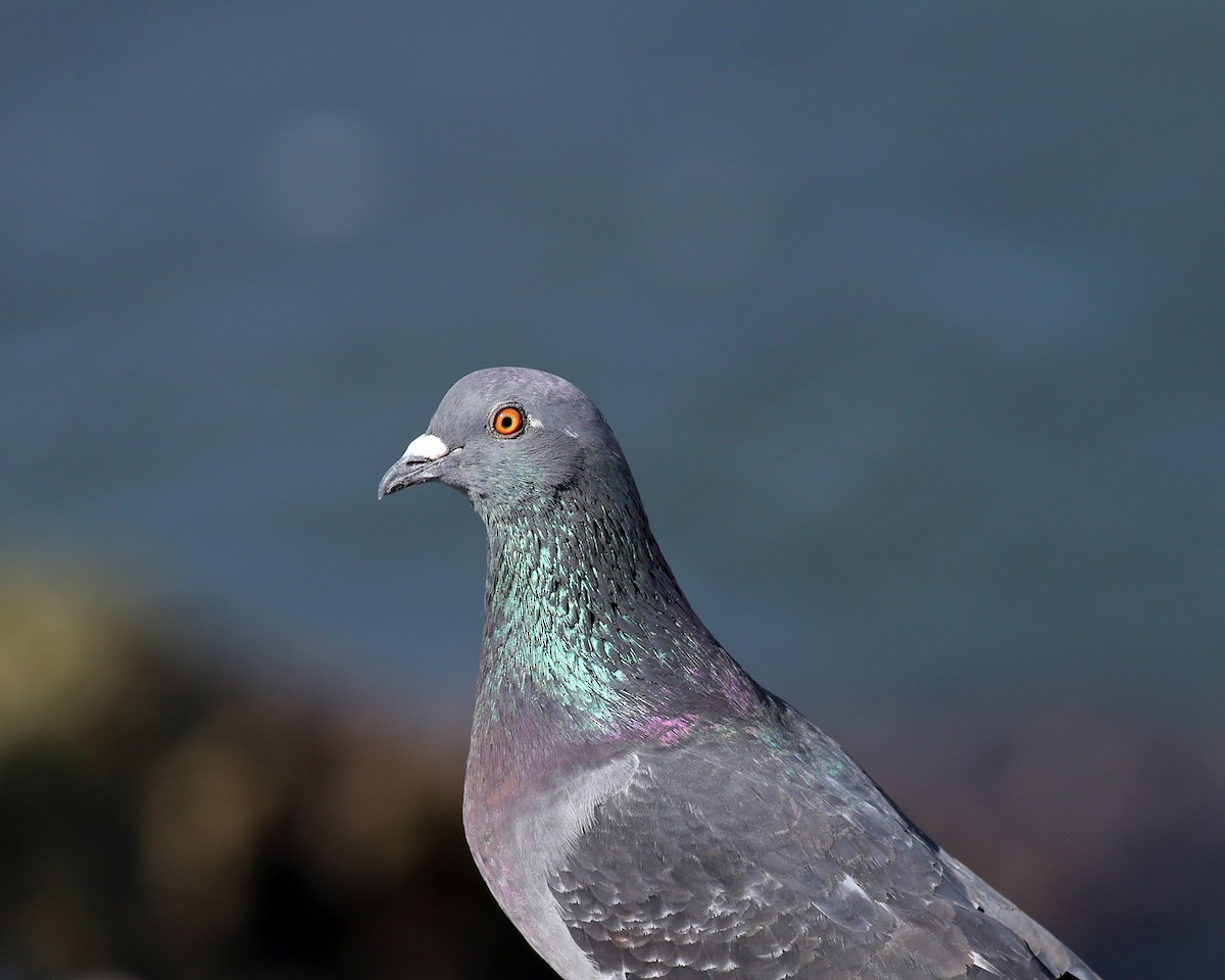 Rock Pigeon (Feral Pigeon) - ML621180802