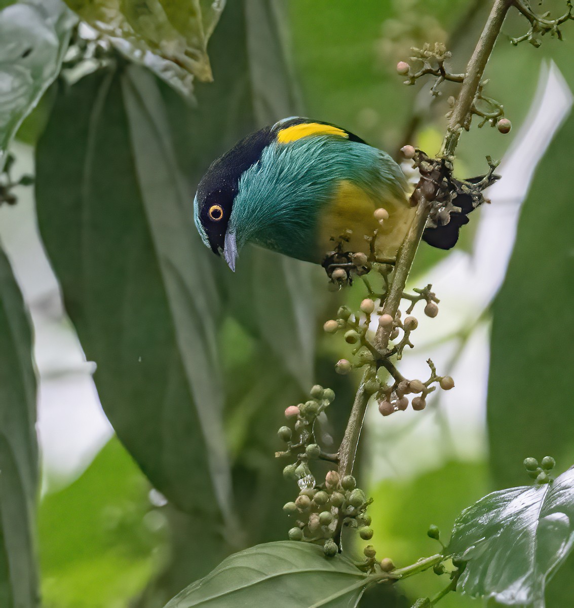 Black-faced Dacnis (Yellow-tufted) - ML621180830