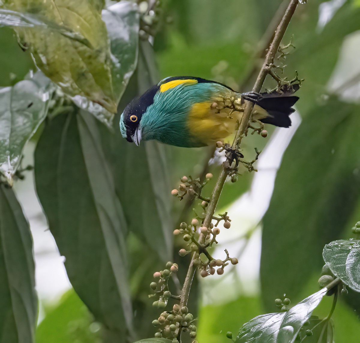 Black-faced Dacnis (Yellow-tufted) - ML621180831