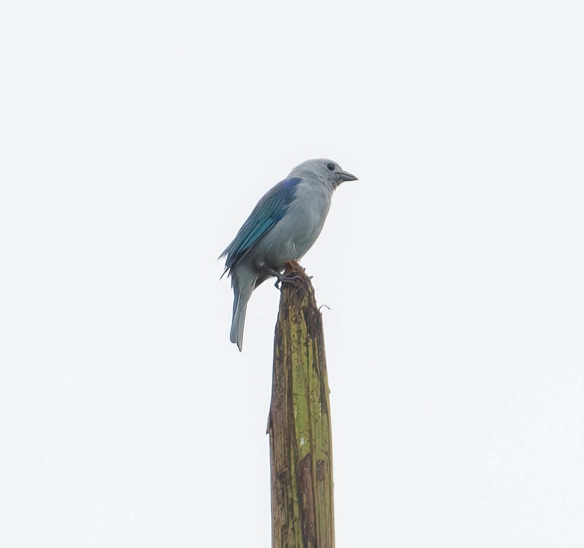 Blue-gray Tanager (Blue-gray) - ML621180834