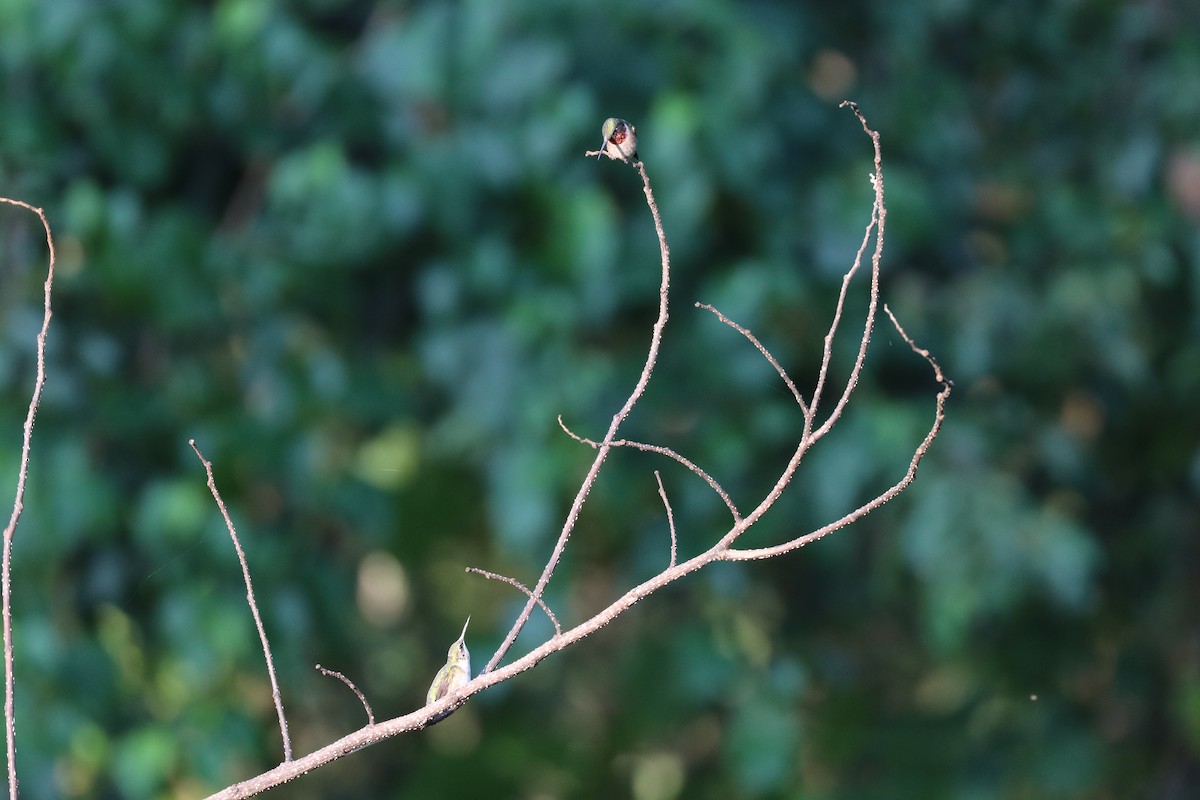Ruby-throated Hummingbird - ML621180861