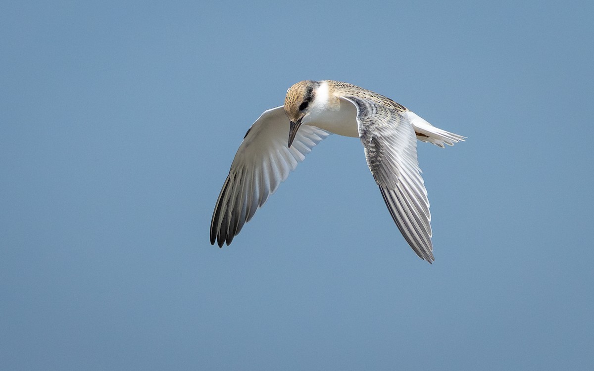 Least Tern - Atlee Hargis