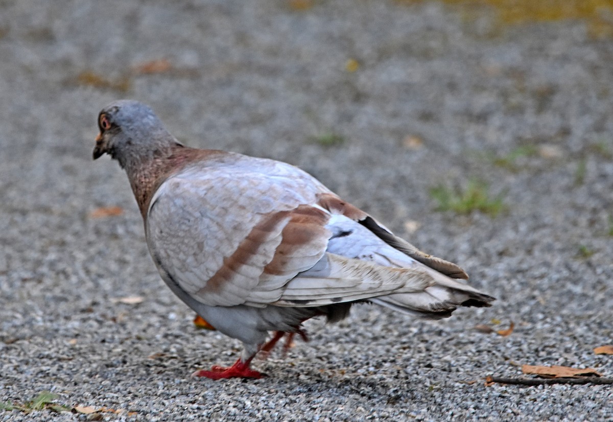 Сизый голубь (Одомашненного типа) - ML621180919