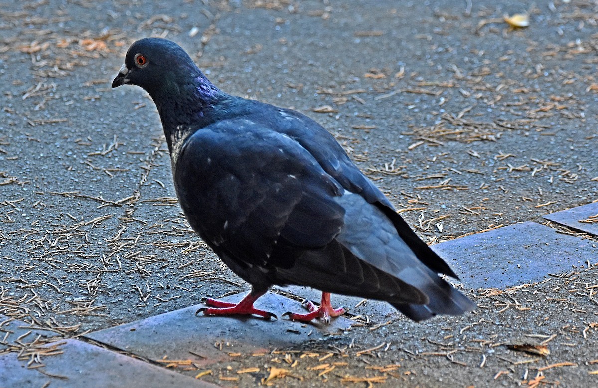 Rock Pigeon (Feral Pigeon) - ML621180920