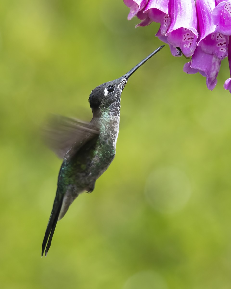 Talamanca Hummingbird - ML621180937