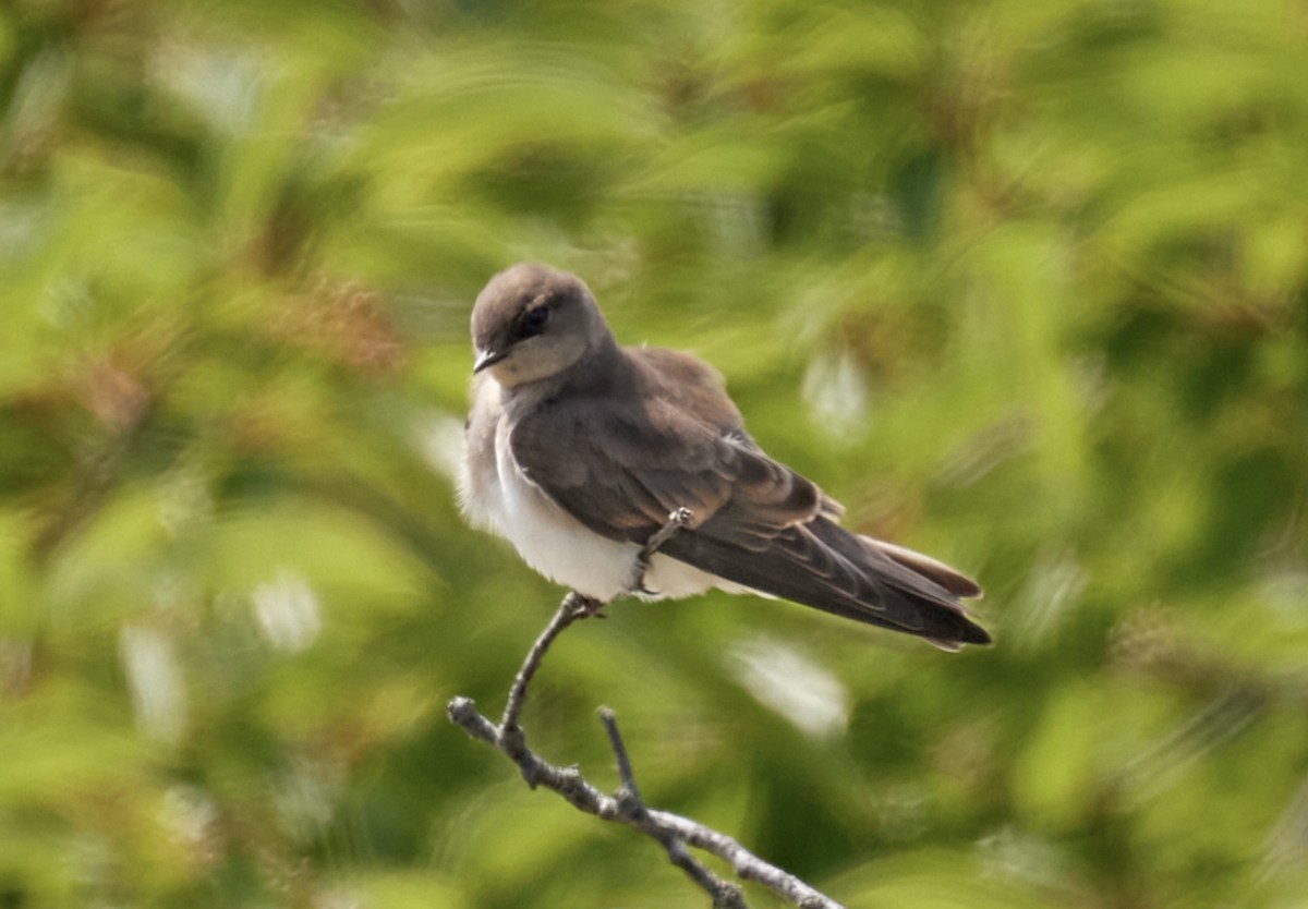 Northern Rough-winged Swallow - ML621180942