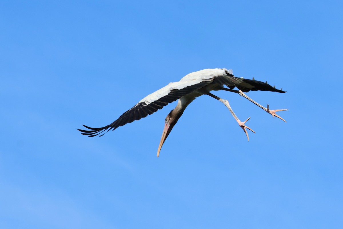 Wood Stork - ML621181039