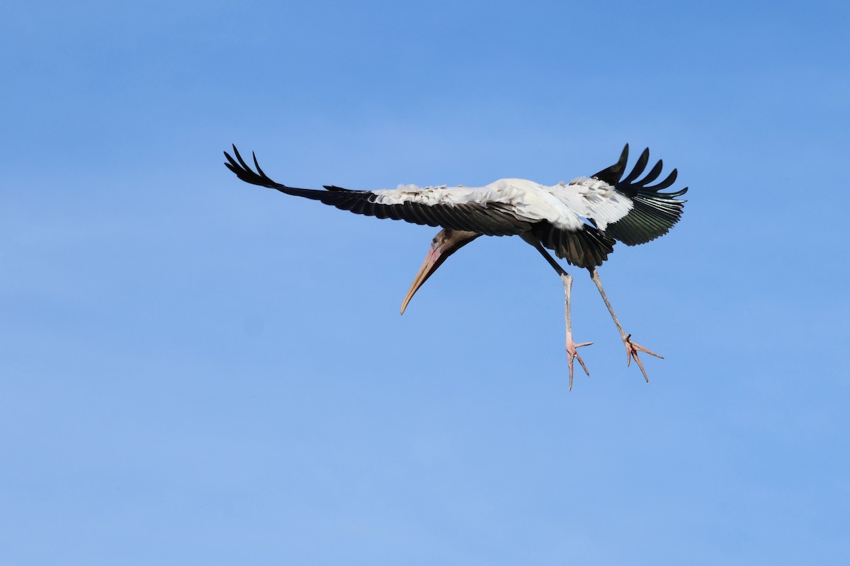 Wood Stork - ML621181040