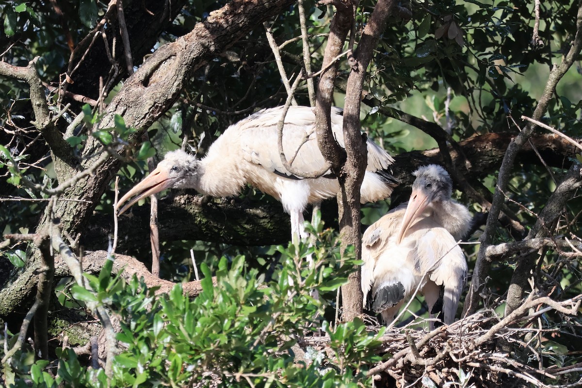 Wood Stork - Tricia Vesely