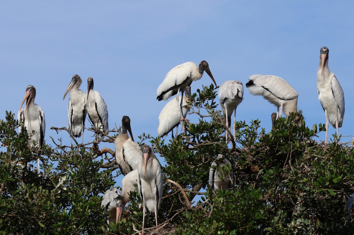 Wood Stork - ML621181042