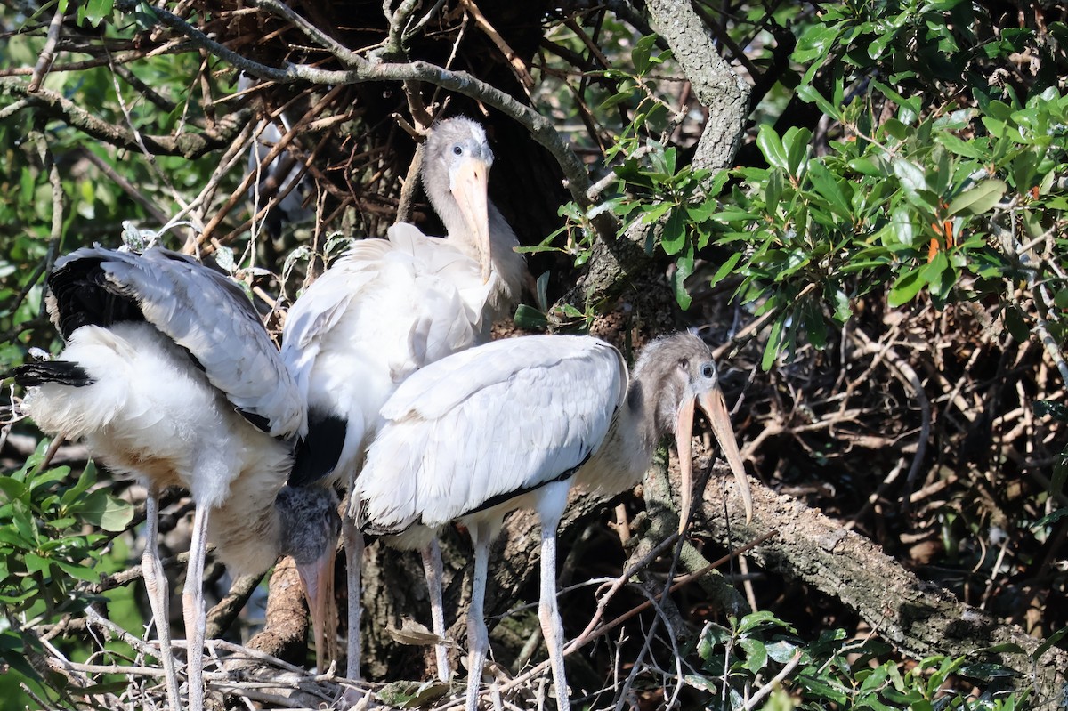 Wood Stork - ML621181043