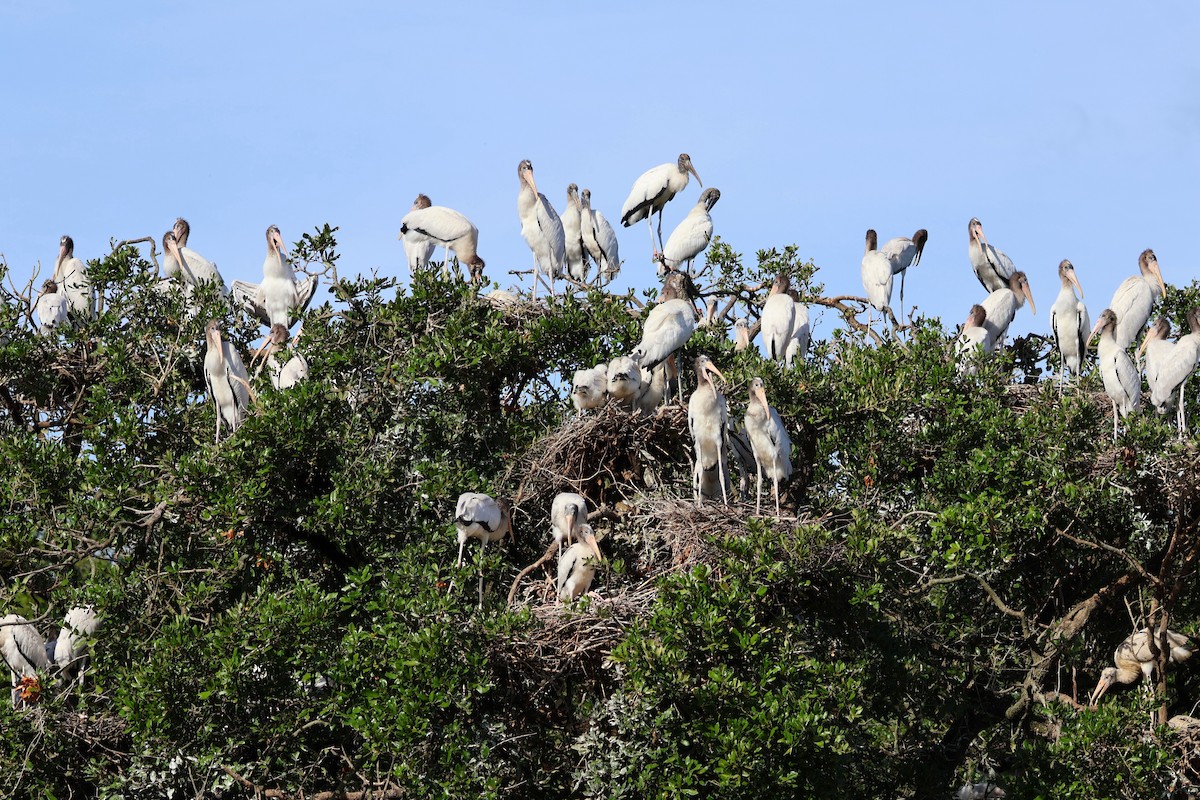 Wood Stork - Tricia Vesely