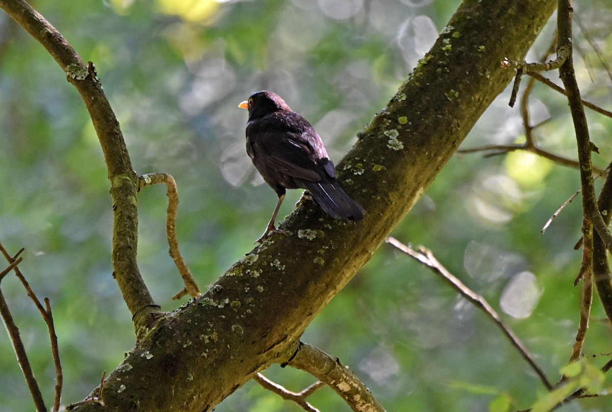 Eurasian Blackbird - ML621181083