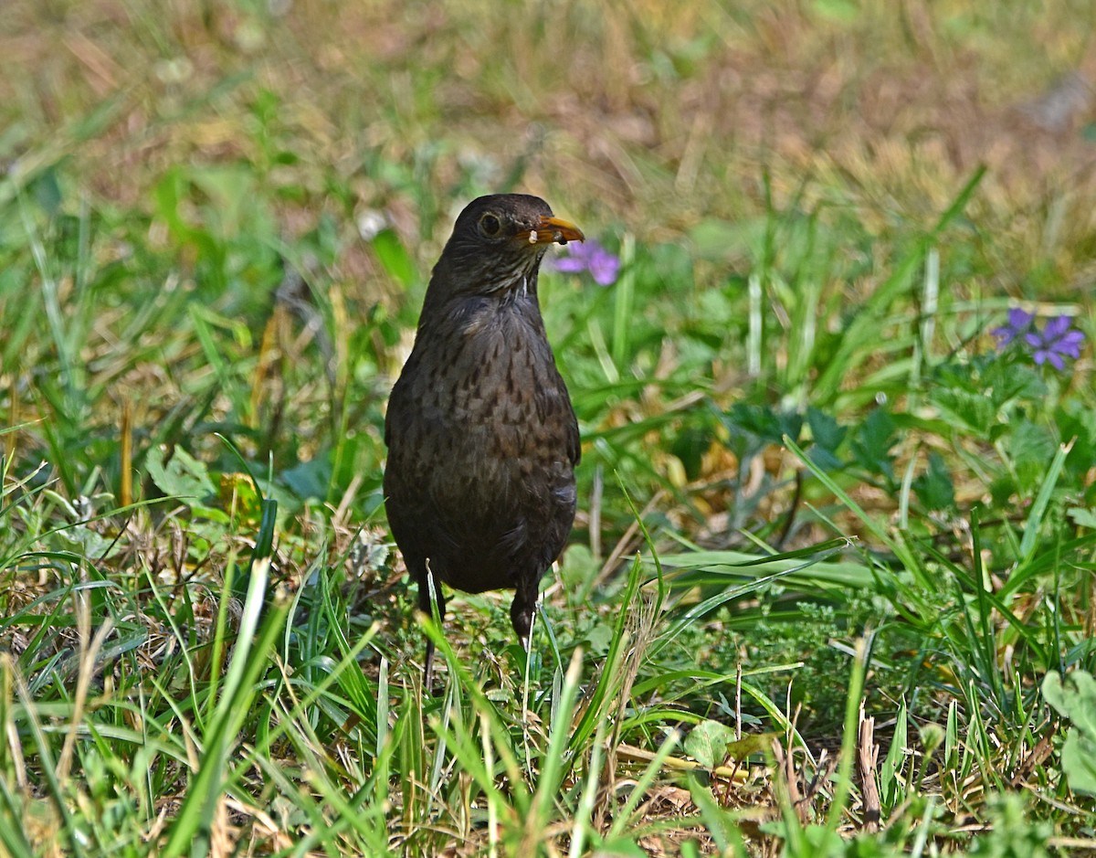 Eurasian Blackbird - ML621181084