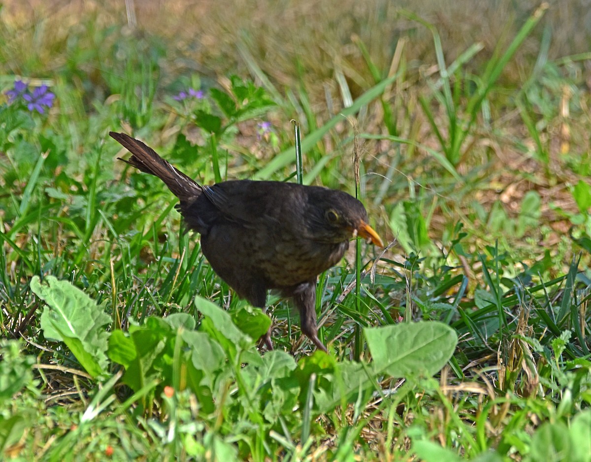 Eurasian Blackbird - ML621181085