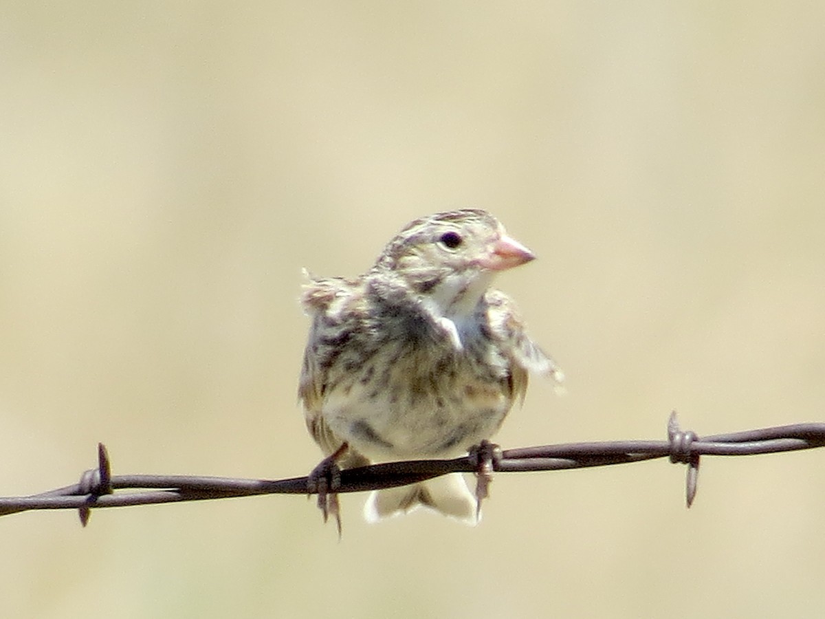 Thick-billed Longspur - ML621181089