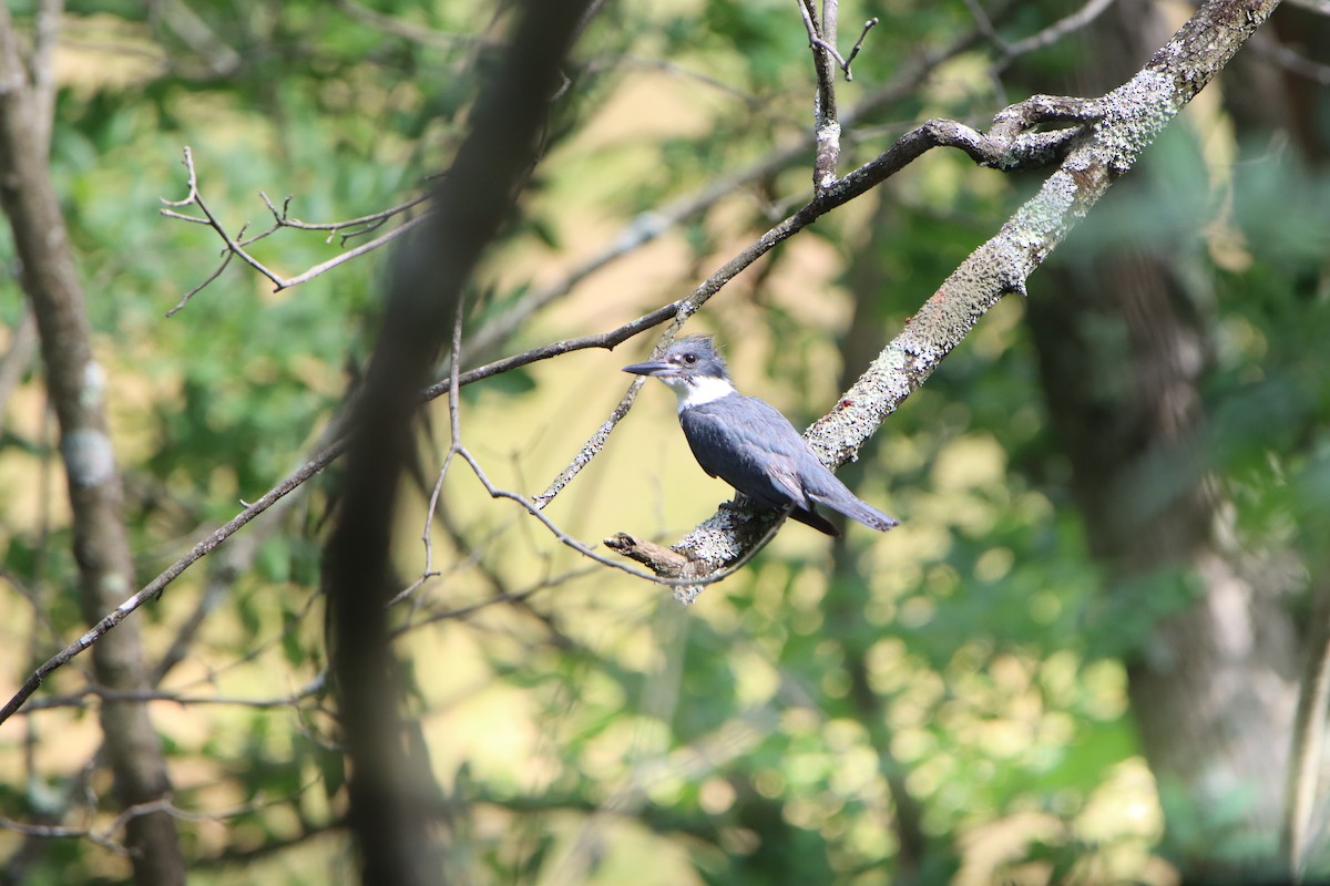 Belted Kingfisher - ML621181105